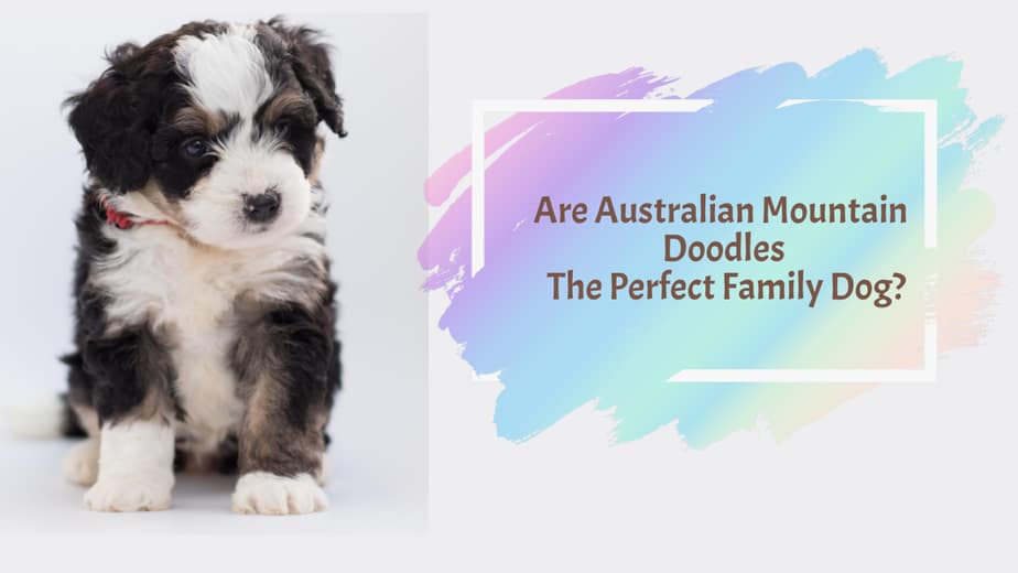 australian mountain doodle guide
