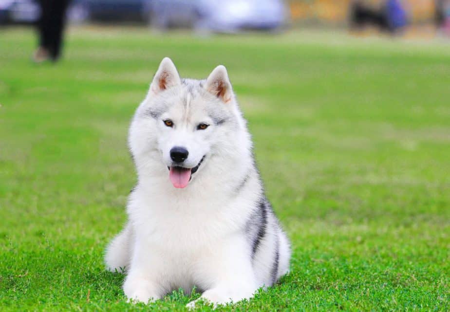 Samoyed best sale husky mix